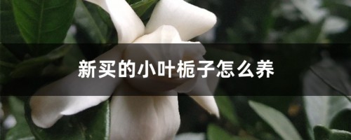 新买的小叶栀子怎么养