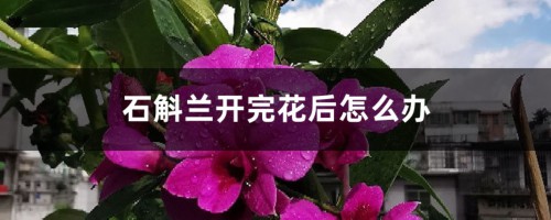 石斛兰开完花后怎么办