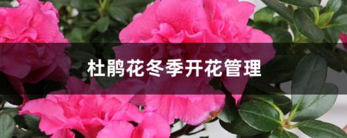 杜鹃花冬季开花管理，杜鹃花的花期管理事项