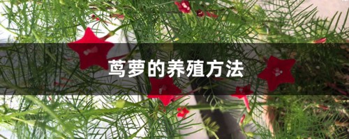 茑萝的养殖方法及注意事项大全