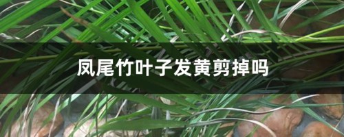 凤尾竹叶子发黄剪掉吗