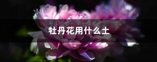 牡丹花用什么土