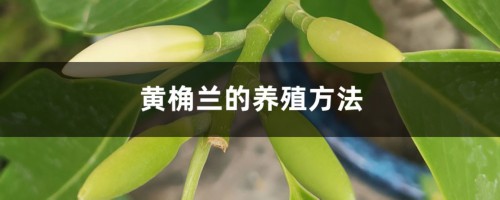 黄桷兰的养殖方法