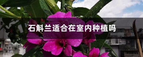 石斛兰适合在室内种植吗