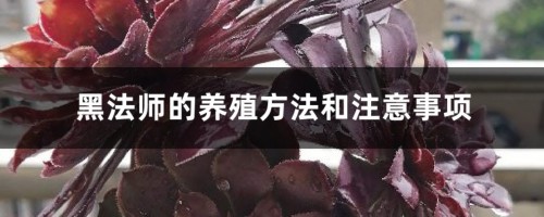 黑法师的养殖方法和注意事项