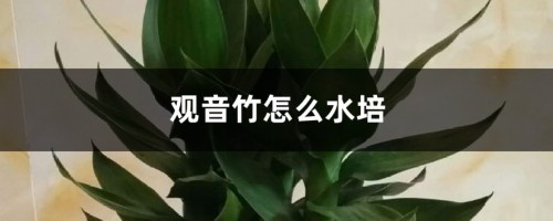 观音竹怎么水培