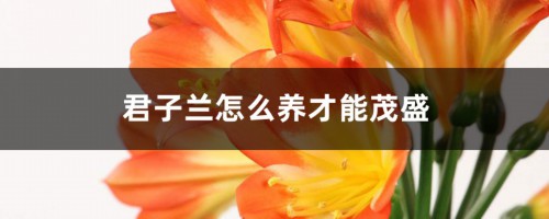 君子兰怎么养才能茂盛