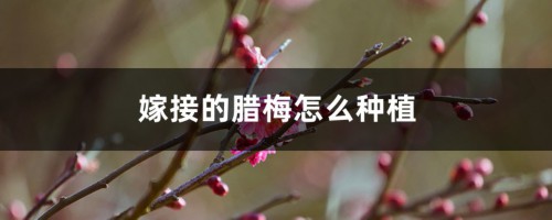 腊梅怎么嫁接（图），砧木用什么？