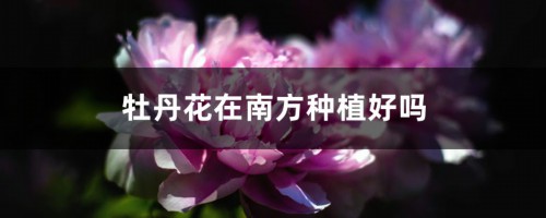 牡丹花在南方种植好吗