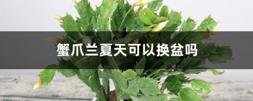 蟹爪兰夏天可以换盆吗