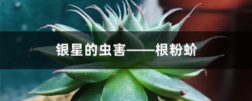 银星的虫害——根粉蚧