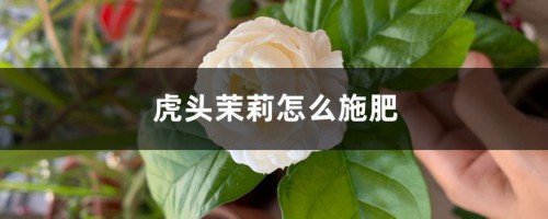 虎头茉莉怎么施肥