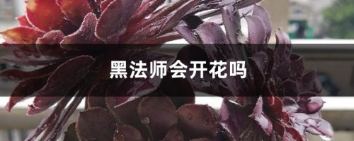 黑法师会开花吗