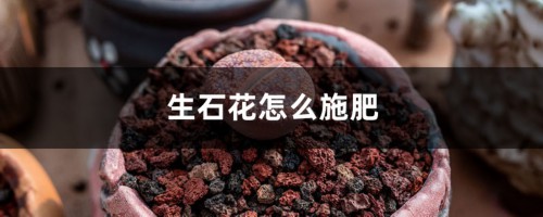 生石花怎么施肥