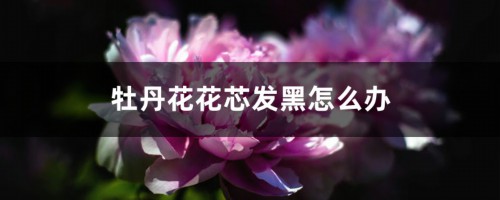 牡丹花花芯发黑怎么办？