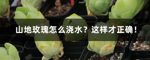 山地玫瑰怎么浇水？这样才正确！