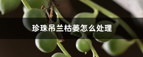 珍珠吊兰枯萎怎么处理