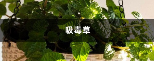 吸毒草视频：垃圾桶捡来的花，处理后放家里还能净化空气