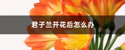 君子兰开花后怎么办