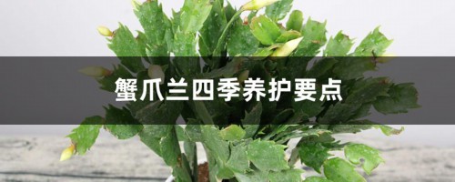 蟹爪兰四季养护要点