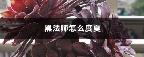 黑法师怎么度夏