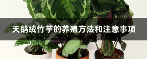 天鹅绒竹芋的养殖方法和注意事项